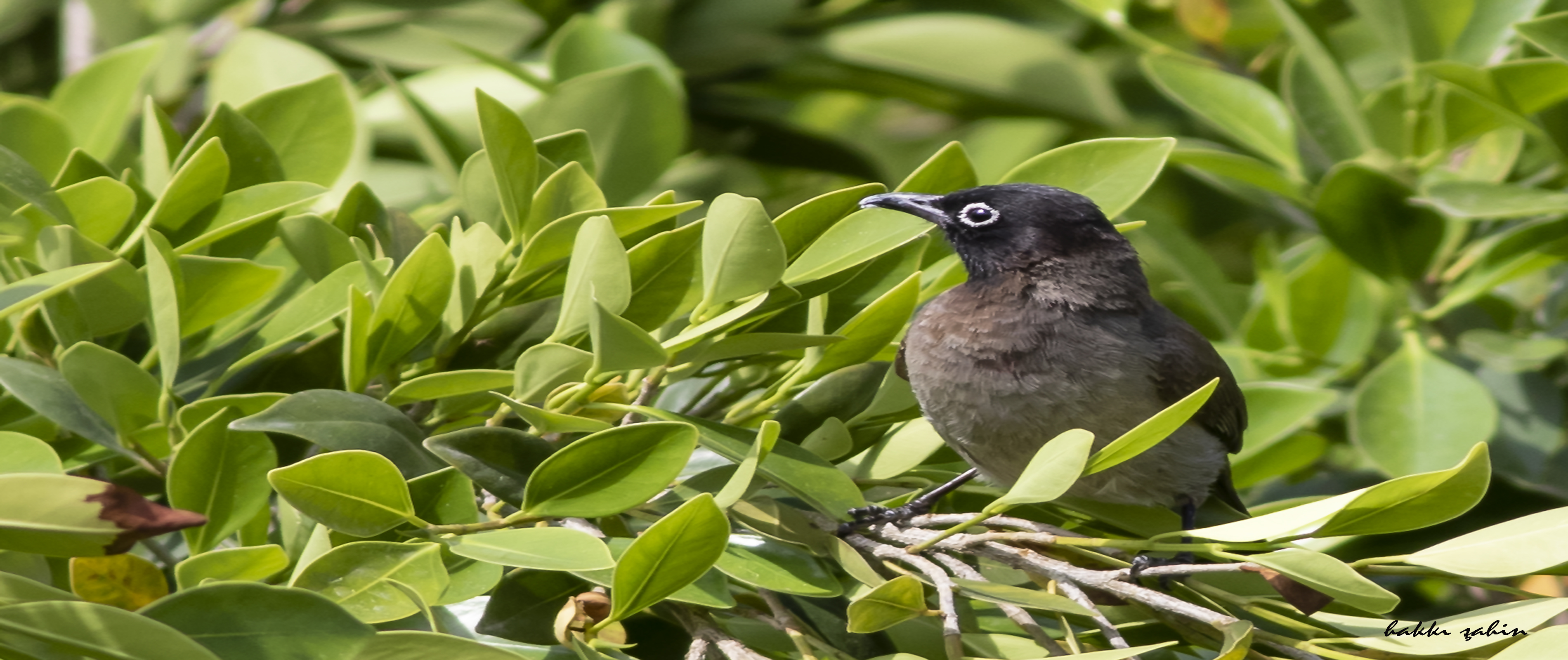 White-spectacled Bulbul